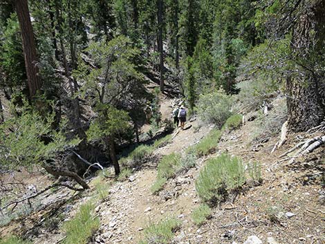 Wildhorse Loop Trail