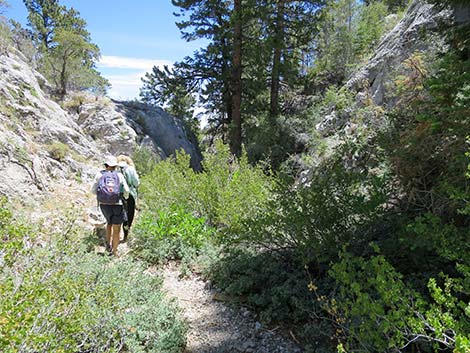 Wildhorse Loop Trail