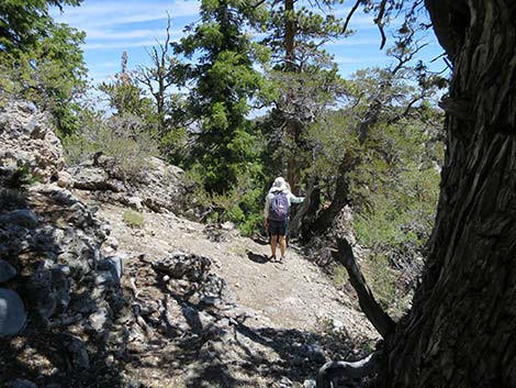 Wildhorse Loop Trail