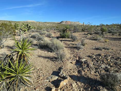 Cat-N-Hat Trail