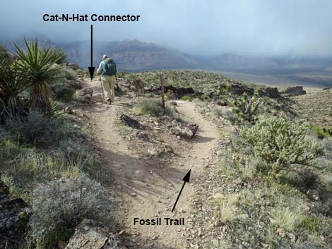 Fossil Trail