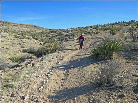 Fossil Trail