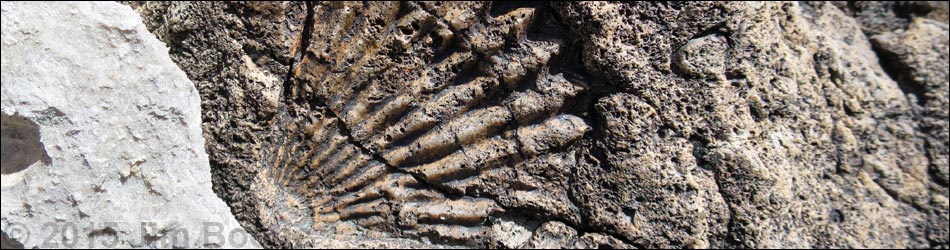 Blue Diamond Hill Fossils