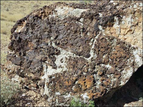 Blue Diamond Hill Fossils