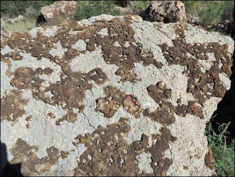 Blue Diamond Hill Fossils