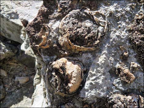 Blue Diamond Hill Fossils