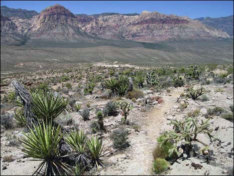 Fossil Canyon Loop