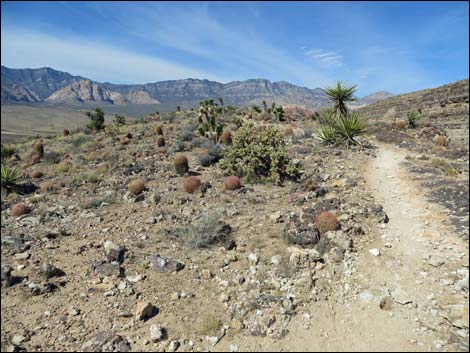 Fossil Canyon Loop