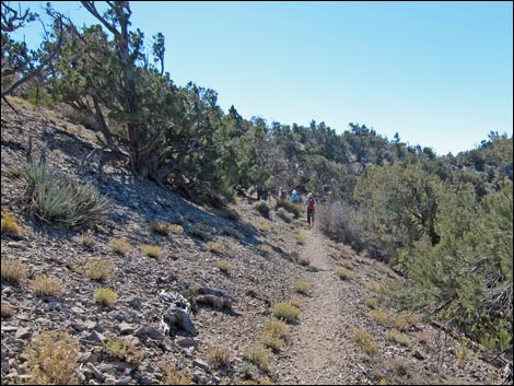 Bridge Mountain Trail