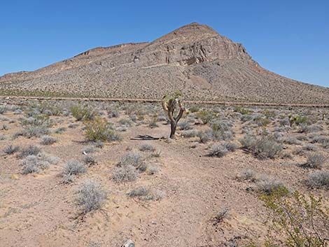 Ridgeline Loop Trail