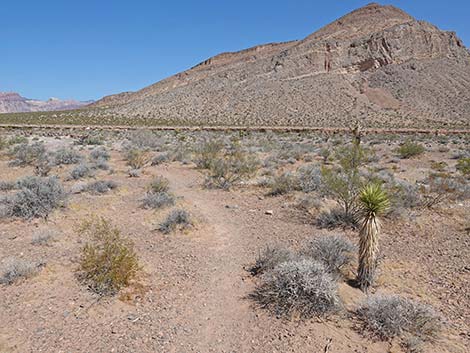 Ridgeline Loop Trail