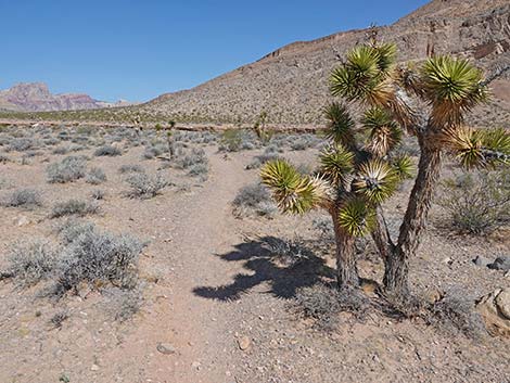 Ridgeline Loop Trail