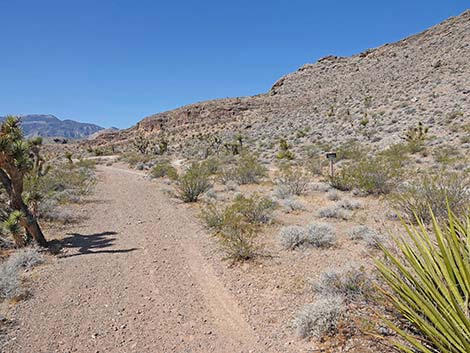 Ridgeline Loop Trail