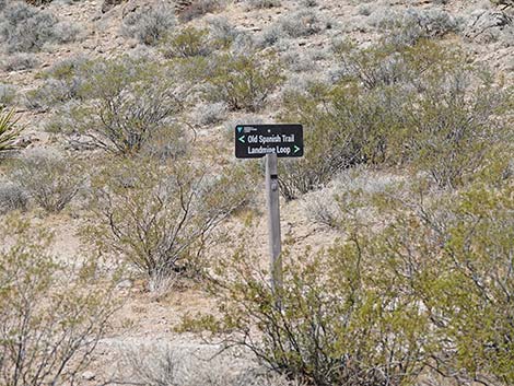 Ridgeline Loop Trail