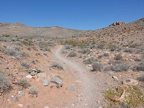 Ridgeline Loop Trail