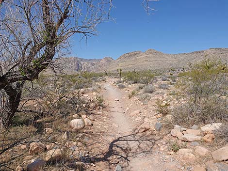 Ridgeline Loop Trail