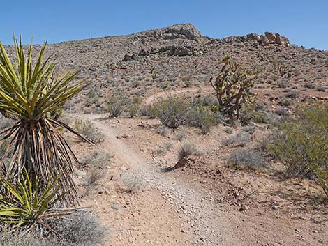 Ridgeline Loop Trail