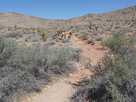 Ridgeline Loop Trail