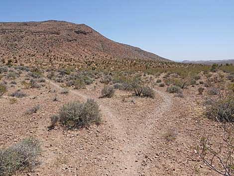 Ridgeline Loop Trail