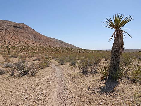 Ridgeline Loop Trail