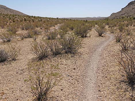 Ridgeline Loop Trail
