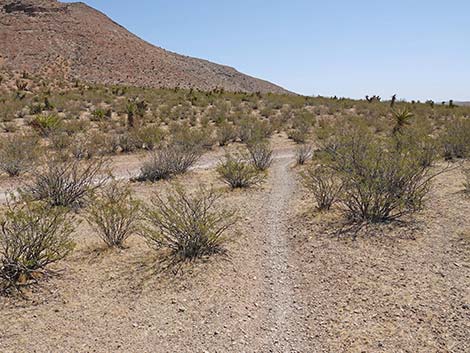 Ridgeline Loop Trail