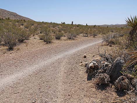 Ridgeline Loop Trail
