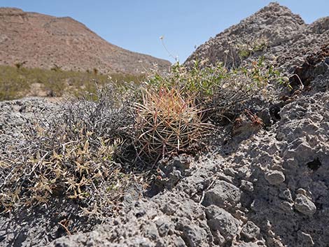 Ridgeline Loop Trail
