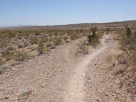 Ridgeline Loop Trail