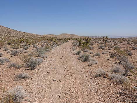Ridgeline Loop Trail