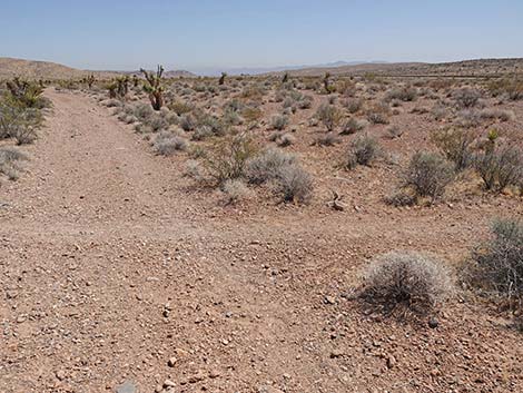 Ridgeline Loop Trail