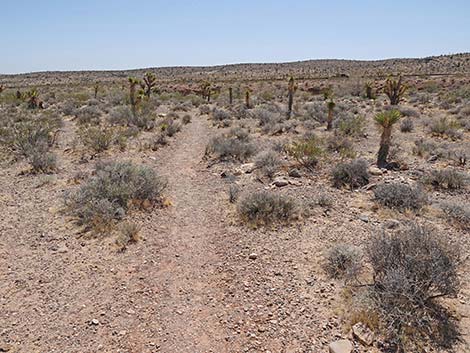 Ridgeline Loop Trail