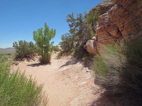 Calico Basin Trail