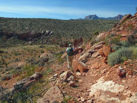 Calico Hills Loop Trail