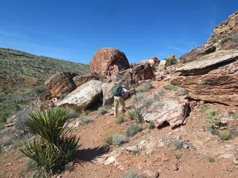 Calico Hills Loop Trail