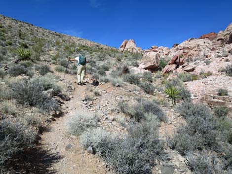 Calico Hills Loop Trail