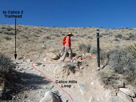 Calico Hills Loop Trail