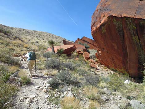 Calico Hills Loop Trail