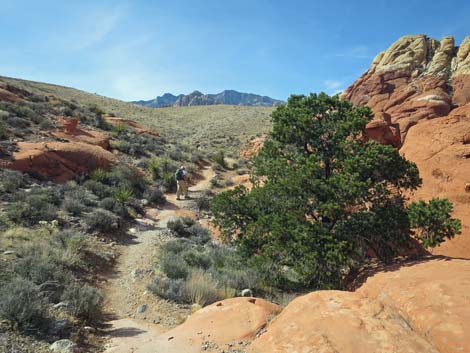 Calico Hills Loop Trail