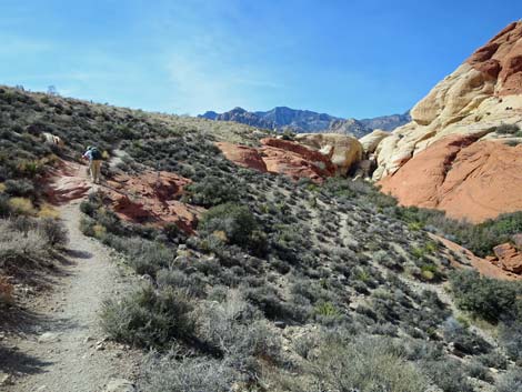 Calico Hills Loop Trail