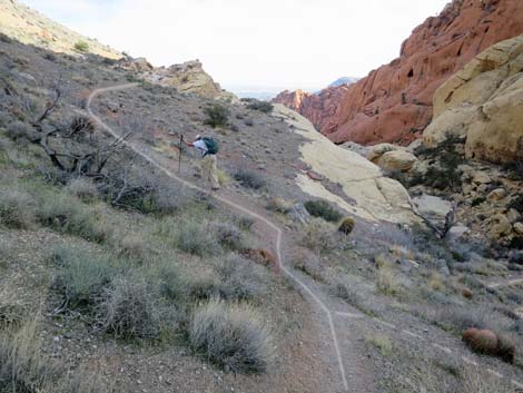 Calico Hills Loop Trail