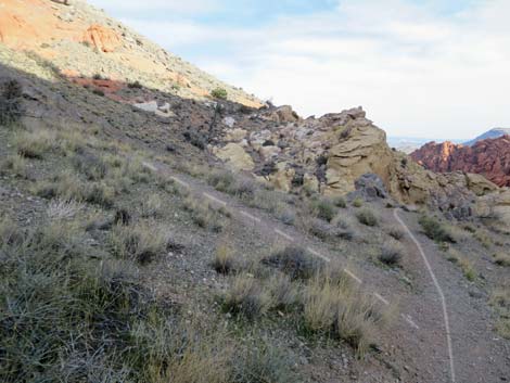 Calico Hills Loop Trail