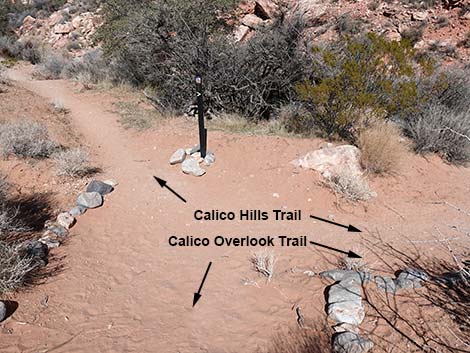 Calico Hills Loop Trail