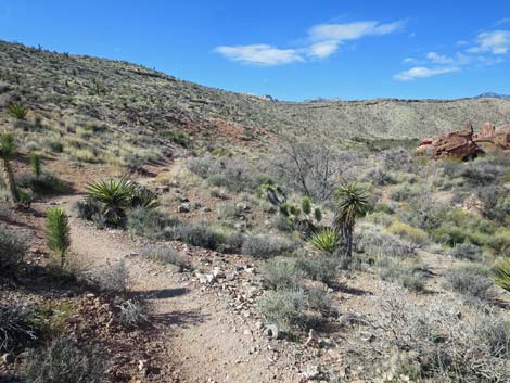 Calico Basin Overlook Trail