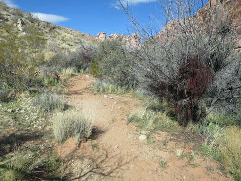 Calico Basin Overlook Trail