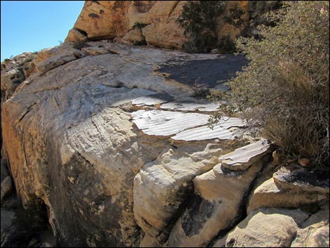 Calico Tanks