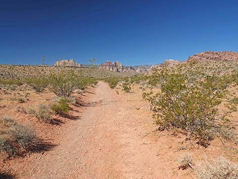 Calico Wash Trail