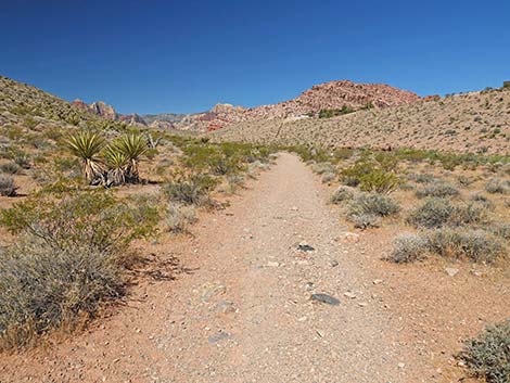 Calico Wash Trail