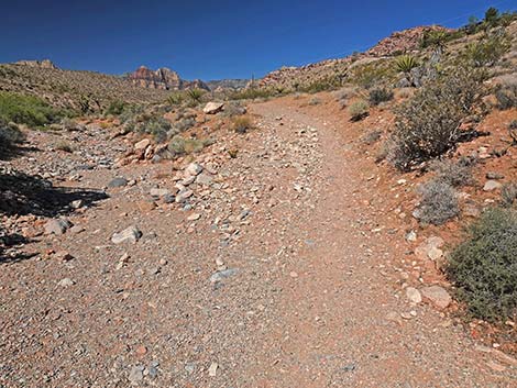 Calico Wash Trail