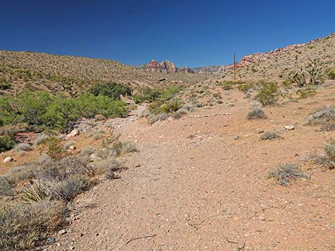 Calico Wash Trail